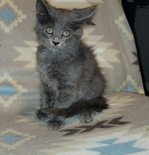 Fili