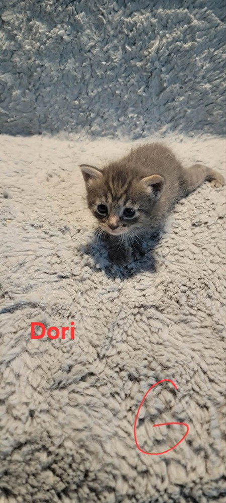Dori photo 4
