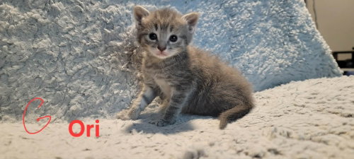 Ori photo 3