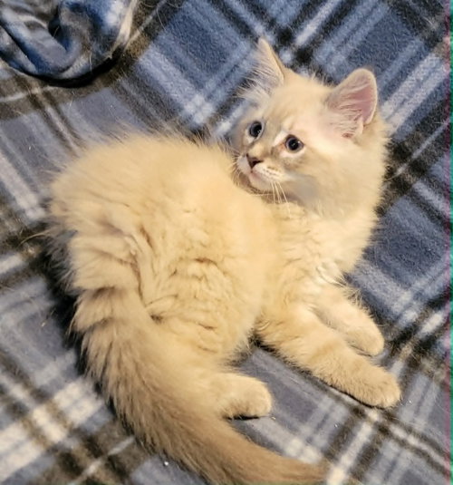 Kili