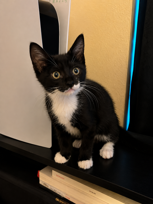 Houdini, an adoptable Domestic Short Hair in DELTONA, FL