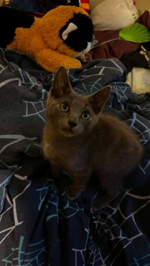 Theodore