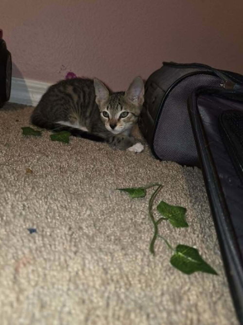 Tigger photo 3
