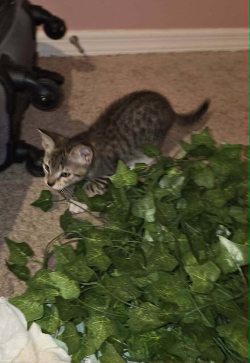 Tigger photo 4