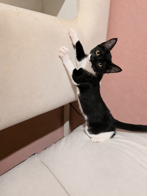 Roo, an adoptable Domestic Short Hair in DELTONA, FL