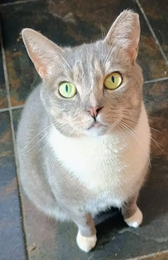 Dove - Domestic Short Hair