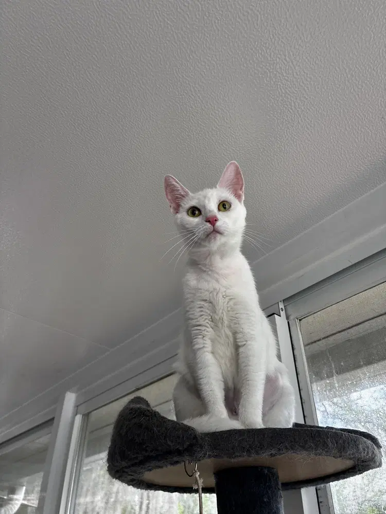 Mama Snow - Domestic Short Hair
