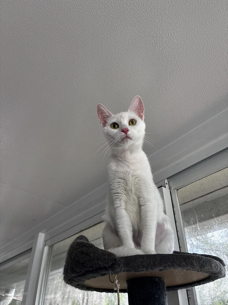 Mama Snow