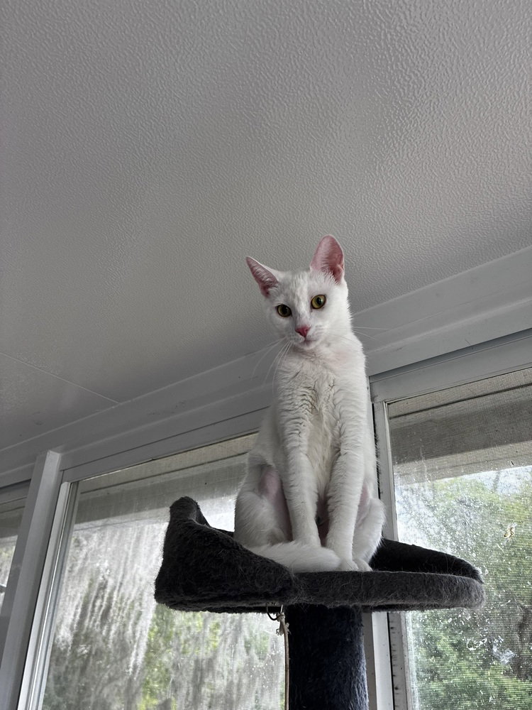 Mama Snow, photo 3