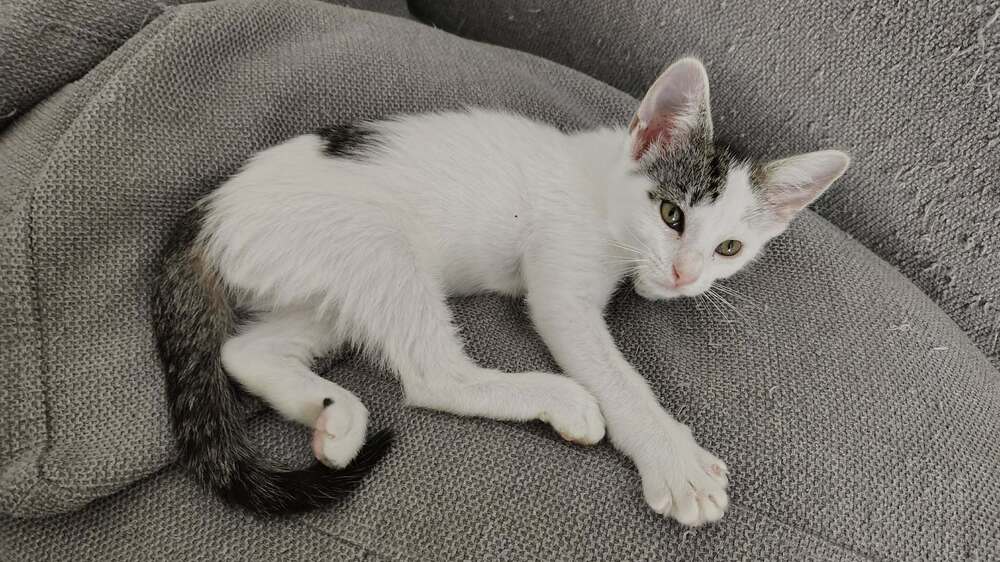 Lola Bunny - Domestic Short Hair