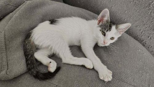 picture of the cat needing adoption
