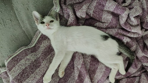 Photo 2 of Lola Bunny