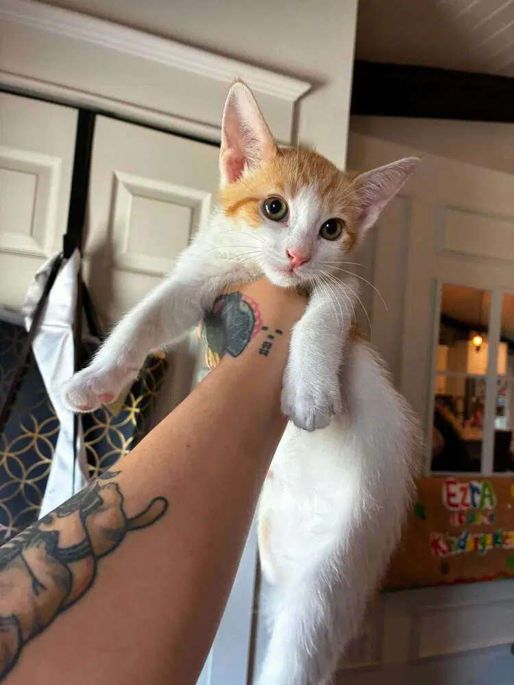 Pumpkin - Domestic Short Hair