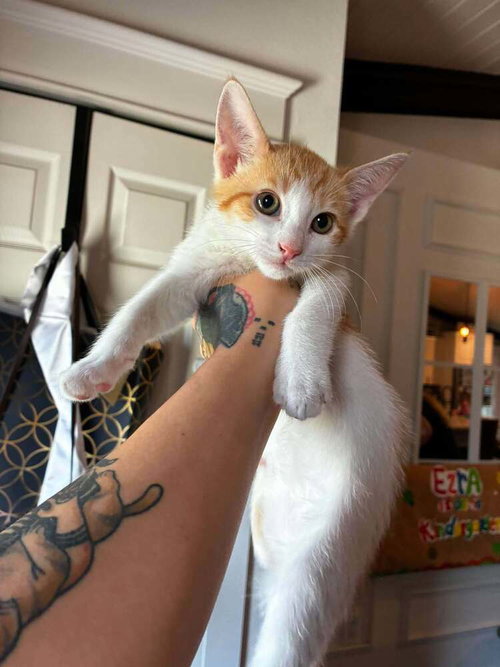 Pumpkin, a cat for adoption from Saving Livy Cat Rescue