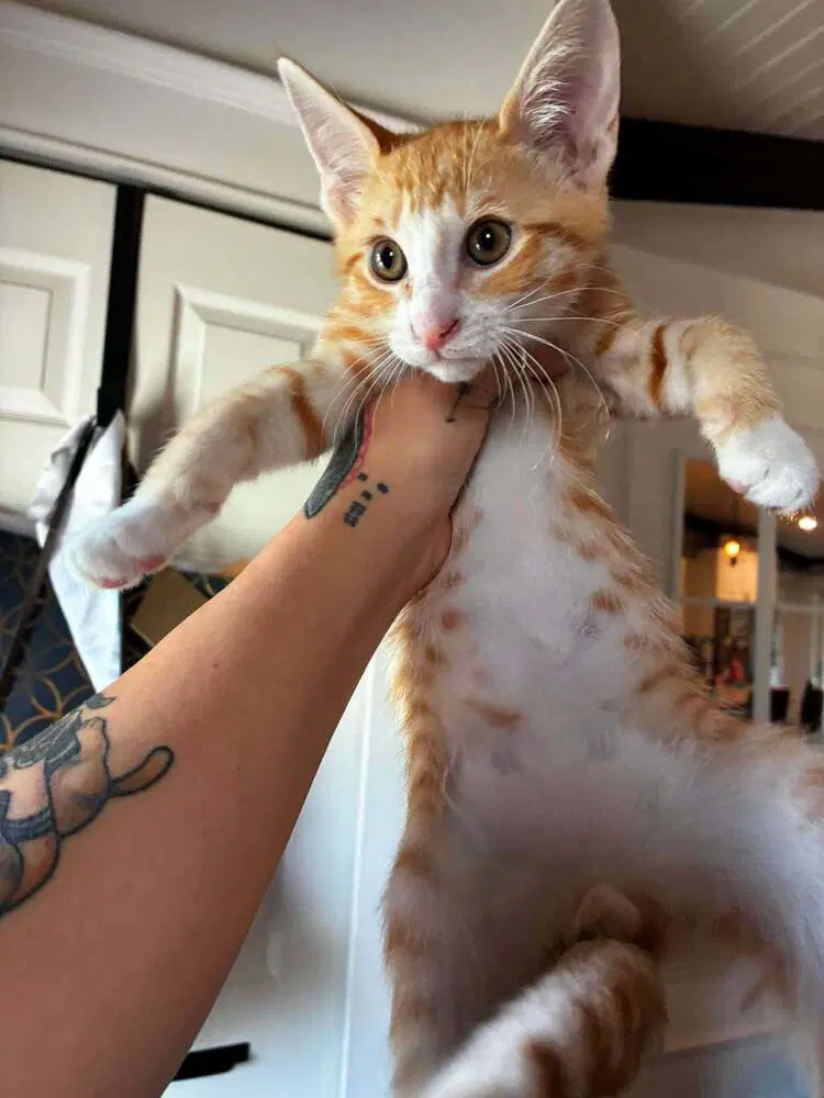Cheeto - Domestic Short Hair