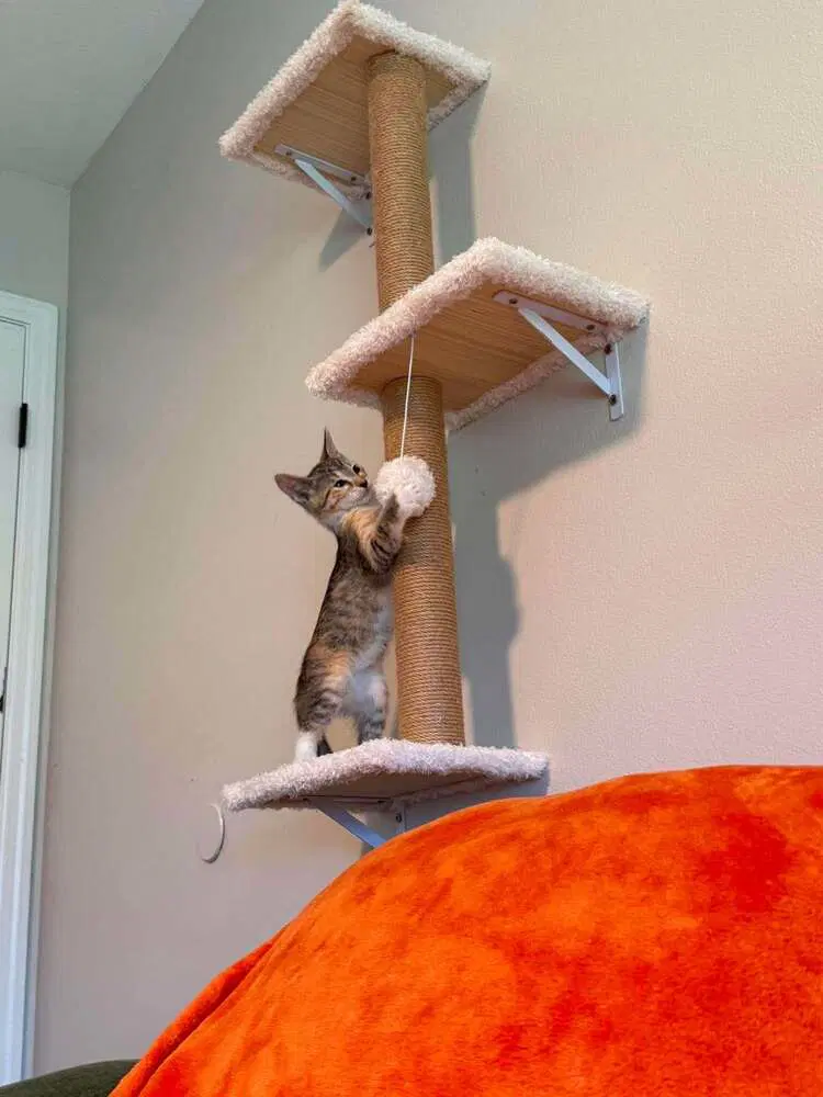 Bean - Domestic Short Hair