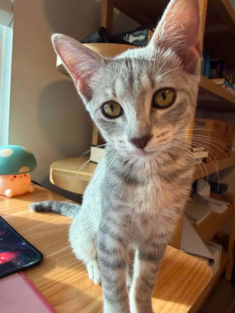 Cloudy - Domestic Short Hair