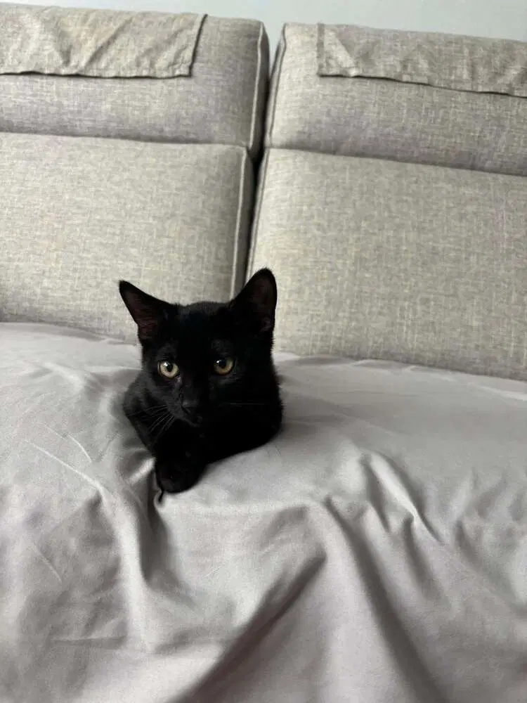 Patriot - Domestic Short Hair
