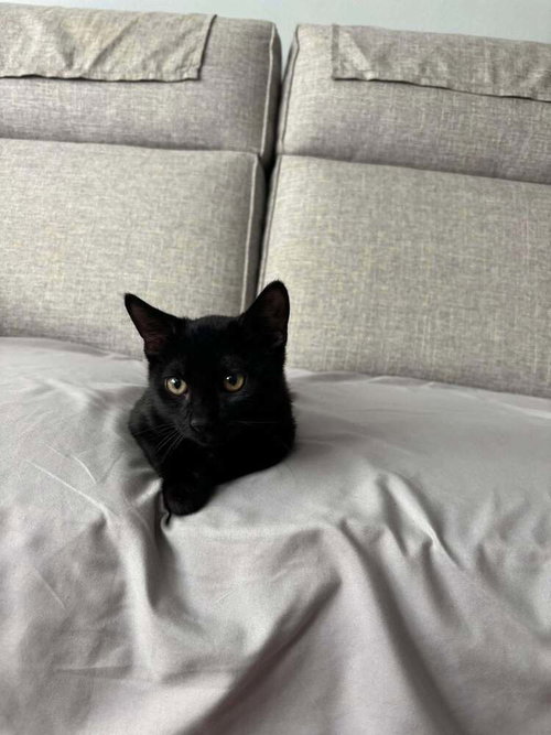 picture of the cat needing adoption