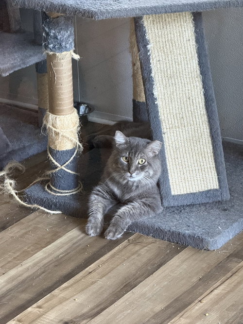 picture of the cat needing adoption