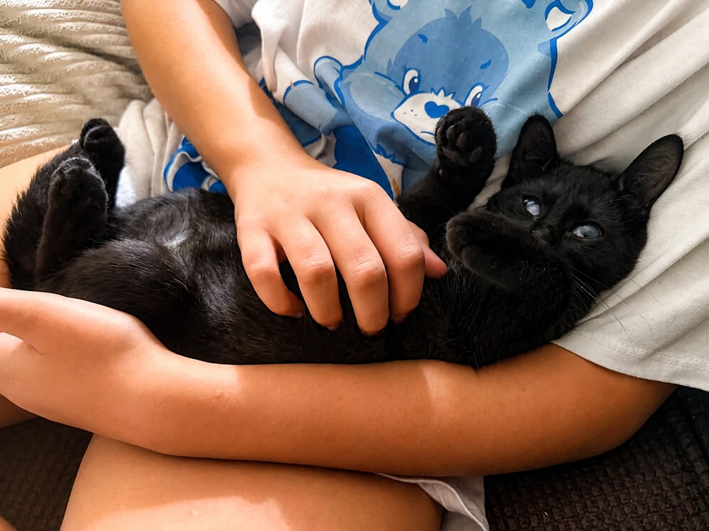 Baby Bat