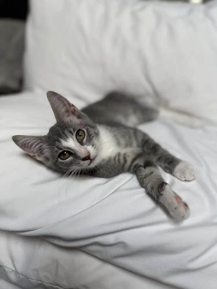 Stripeyjoe - Domestic Short Hair