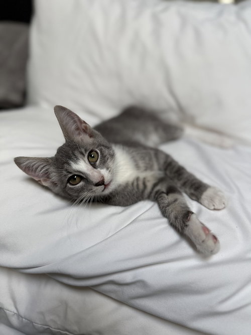 picture of the cat needing adoption