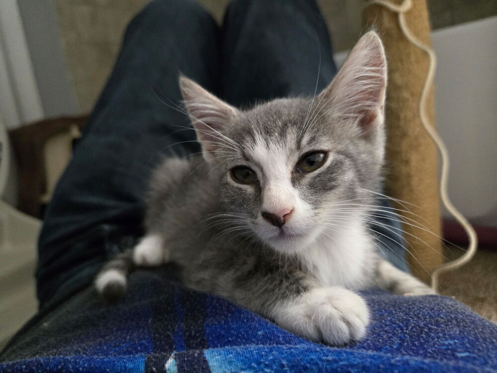 StripeyJoe, photo 4