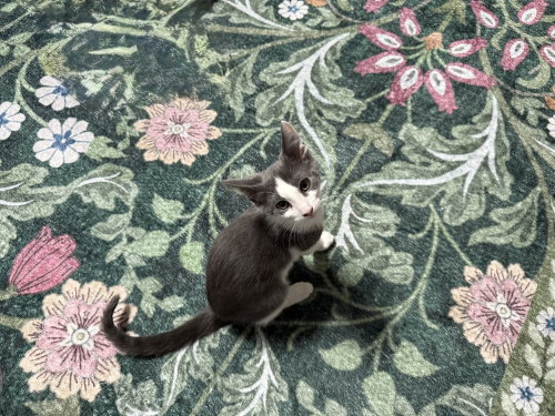Photo 3 of TippyToe