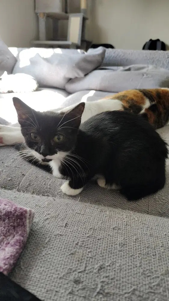 Gin - Domestic Short Hair