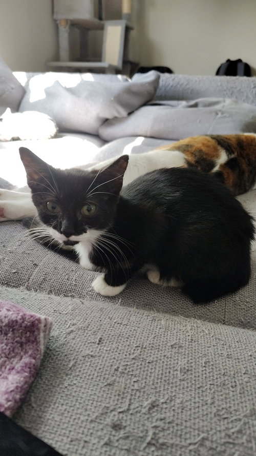 Gin, a cat for adoption from Saving Livy Cat Rescue