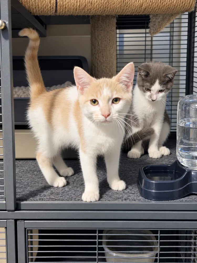Shock - Domestic Short Hair