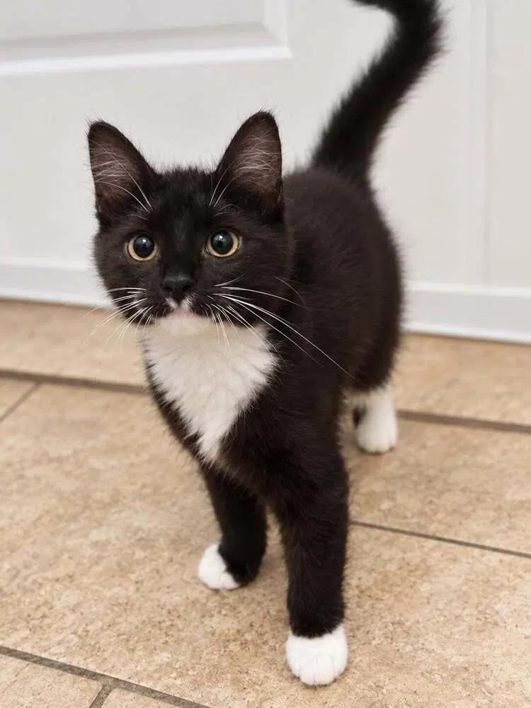 Anchovy - Domestic Medium Hair