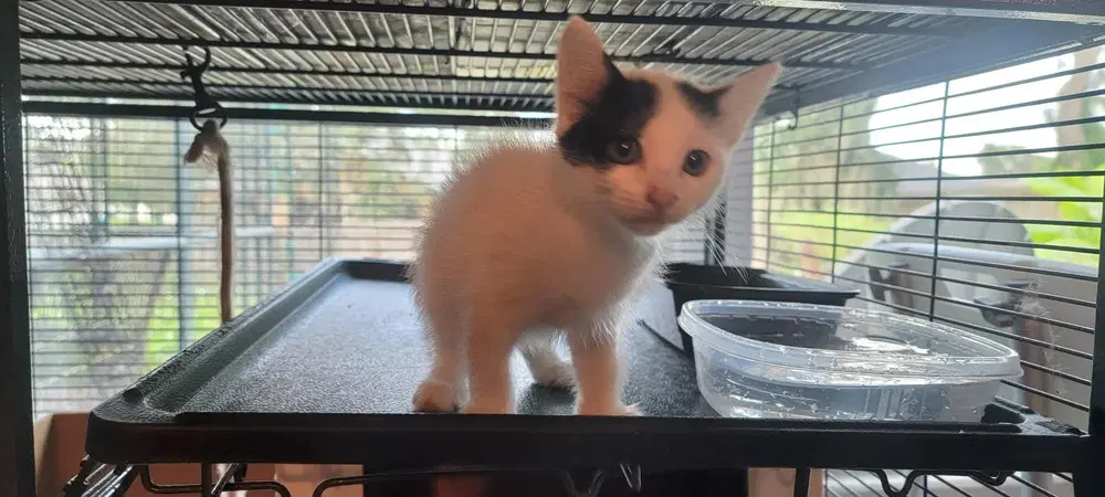 Bessie - Domestic Short Hair