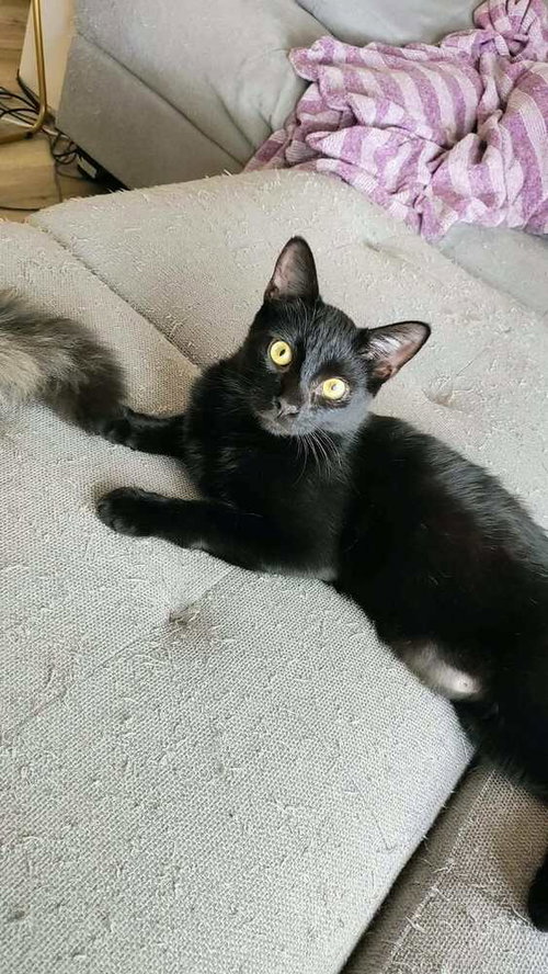 Wink, a cat for adoption from Saving Livy Cat Rescue