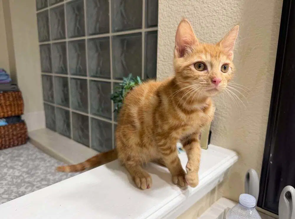 Spongebob - Domestic Short Hair