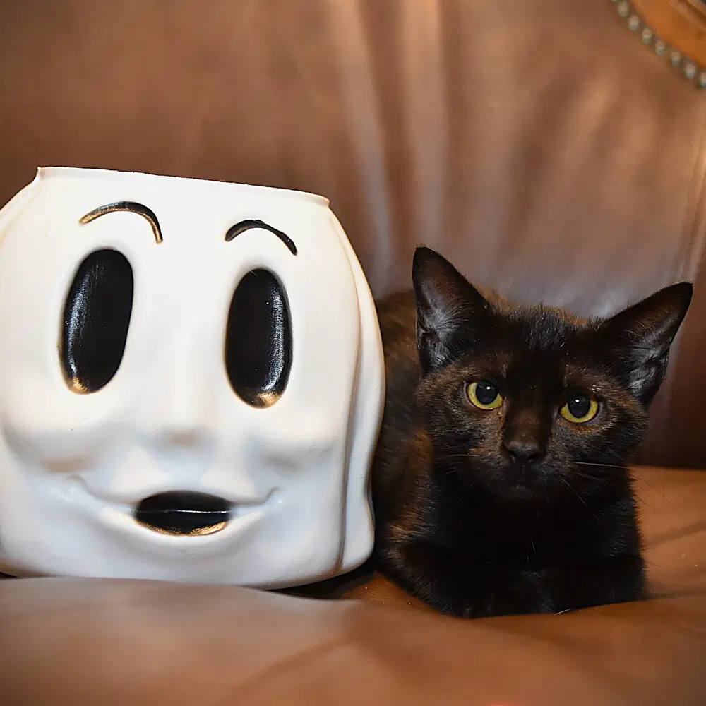 Boo - Domestic Short Hair