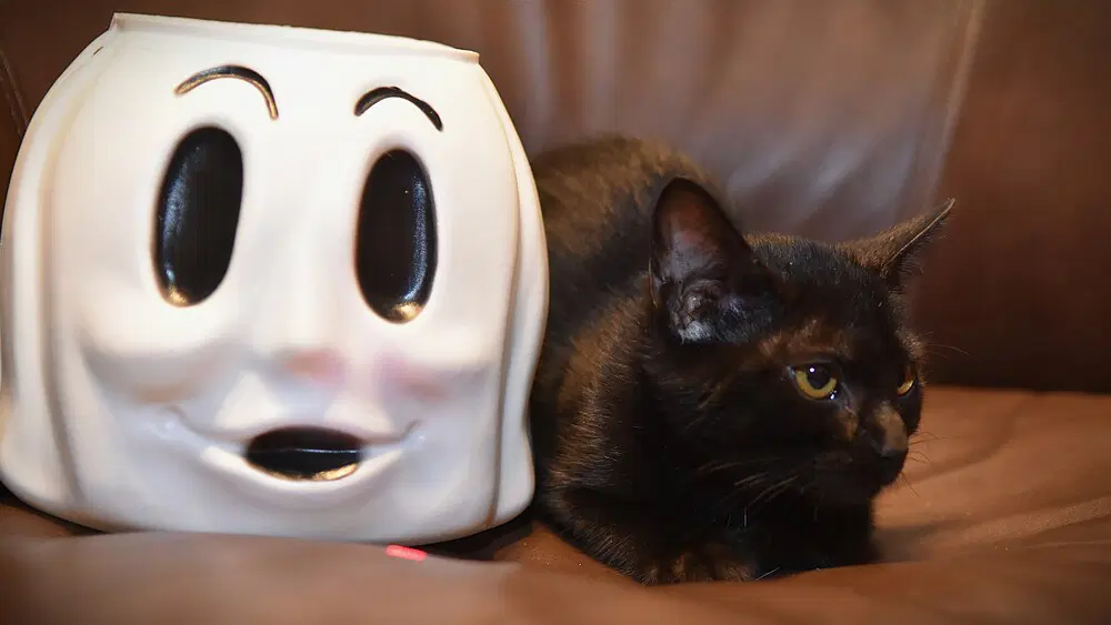 Boo image 2