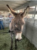 adoptable Donkey in Gasport, NY named Rudolph