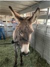 adoptable Donkey in  named Rudolph