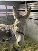 adoptable Donkey in Gasport, NY named Donner