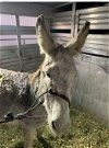 adoptable Donkey in , NY named Donner