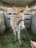 adoptable Donkey in Gasport, NY named Prancer