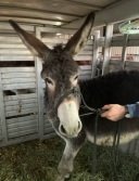 adoptable Donkey in Gasport, NY named Blitzen