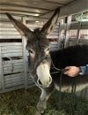 adoptable Donkey in  named Blitzen