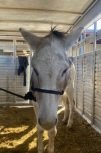 adoptable Donkey in Gasport, NY named Ernie