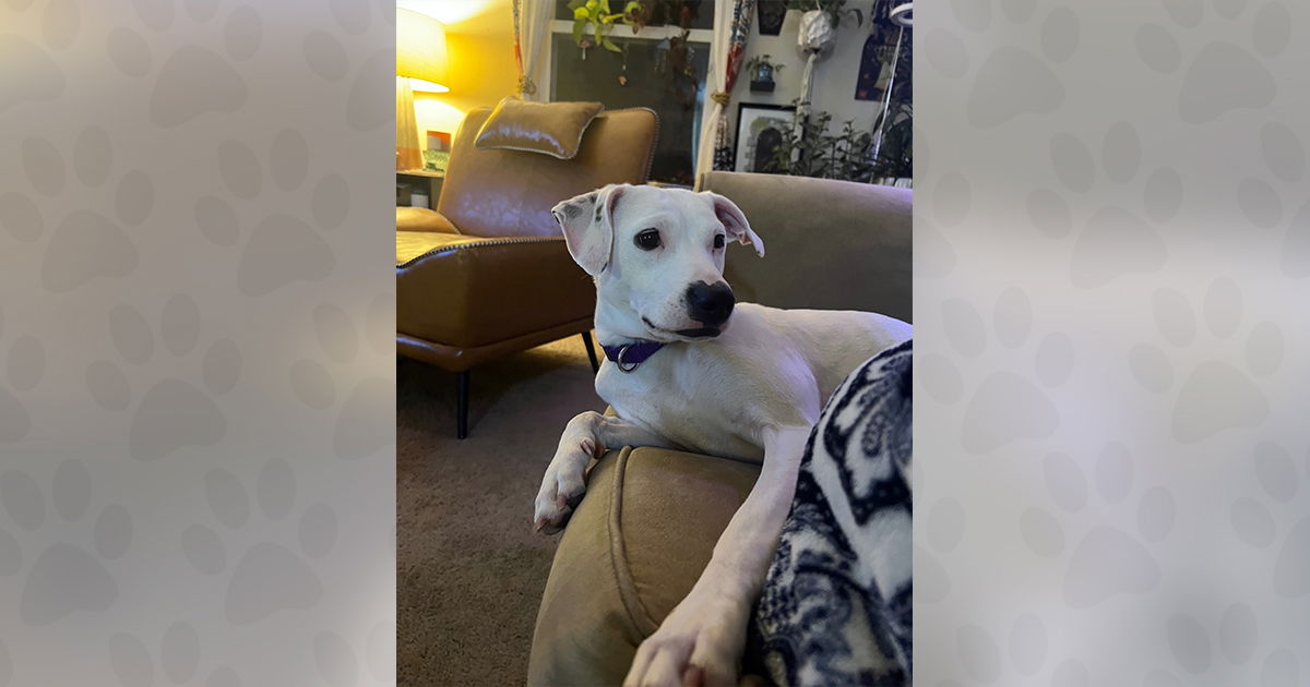 adoptable Dog in Weaverville, NC named Bleu