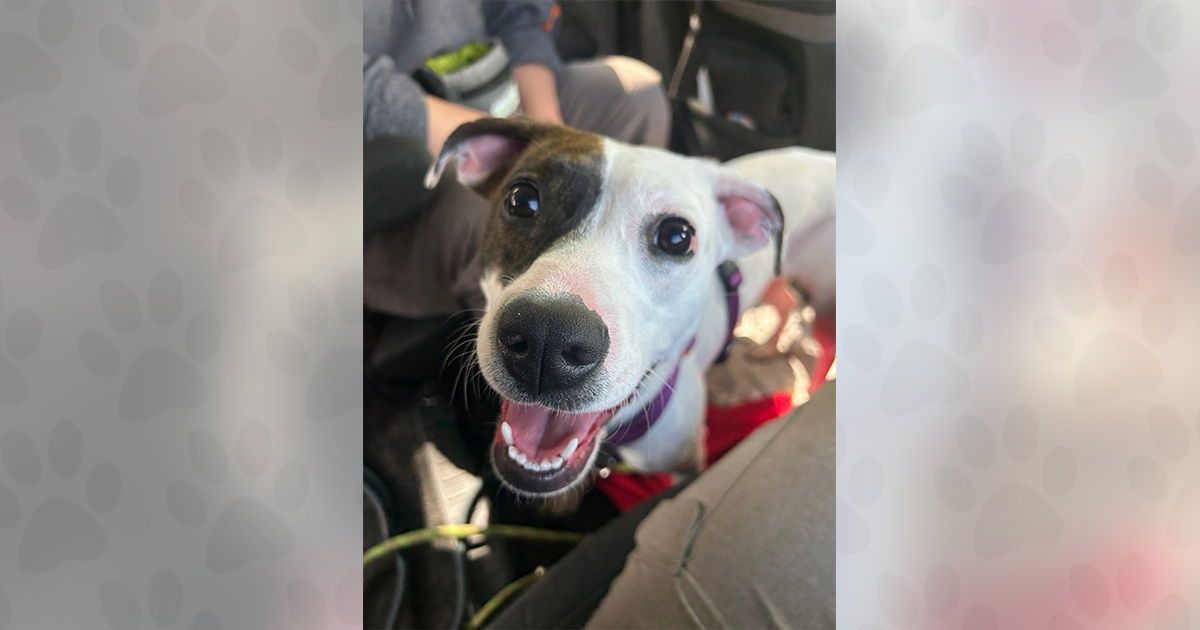 adoptable Dog in Weaverville, NC named Brie