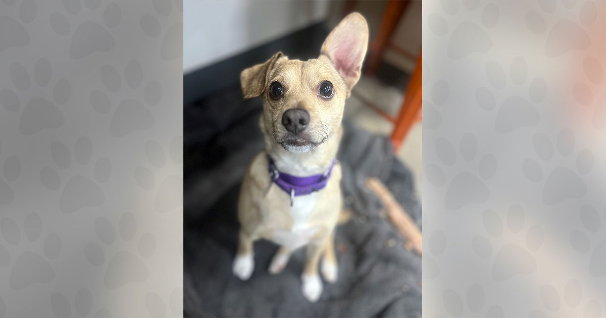 adoptable Dog in Weaverville, NC named Freddy