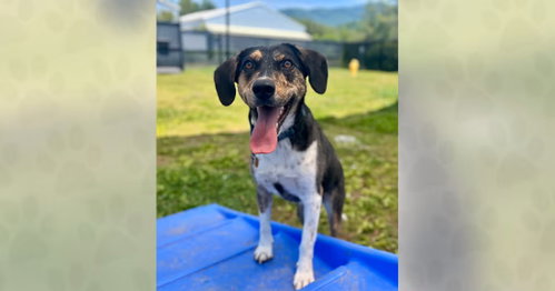 Pecan, an adoptable Unknown breed in Weaverville, NC